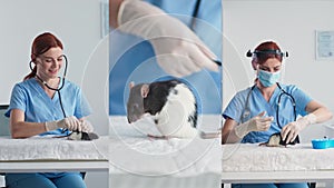 multiscreen, young female veterinarian examining pet rat in clinic office and administering vaccine injection in