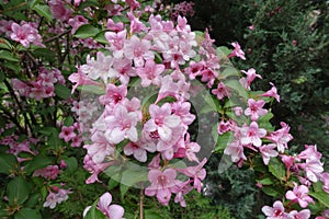 Multitude of pink flowers of Weigela florida