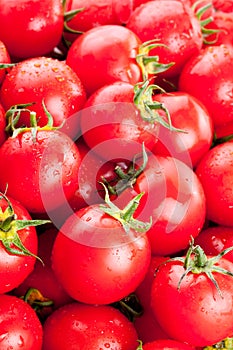 Multitude of ripe tomatoes