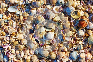 Multitude of sea shells