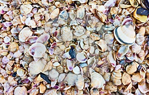 Multitude of sea shells on the beach