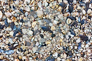 Multitude of small seashells