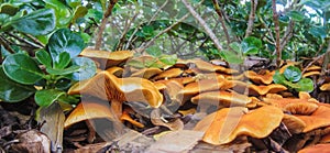 Multitude toadstools