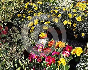 vibrant flower varieties in bloom at an outdoor springtime market