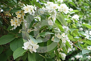 Multitude of white flowers of mock orange in June