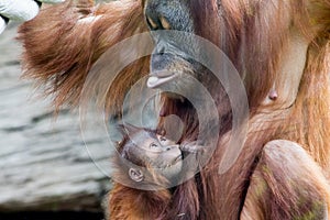 Mum and Baby Orangutan