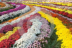 Mum chrysanthemum flower carpet photo