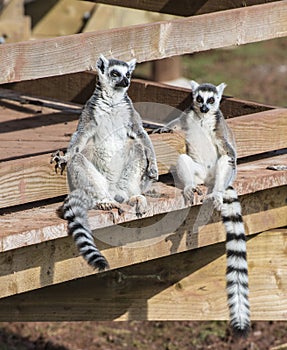 Mum and Dad sunbathing