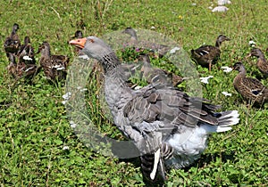 Mum duck drives the ducklings