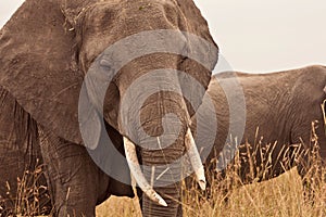 Mum Elephant in Kenya