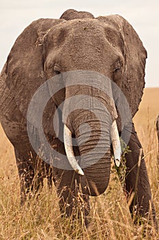 Mum Elephant in Kenya