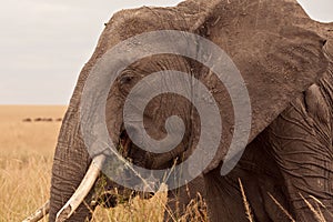 Mum Elephant in Kenya