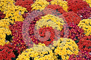 Mum flower carpet