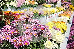 Mum flower parterre photo