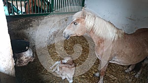 Mum and foal photo