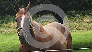 Mum and foal horses love. Horses love