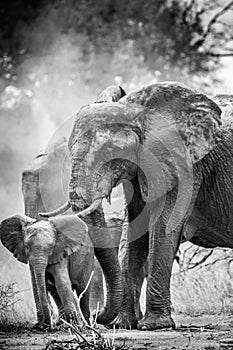 Mum and her baby elephant