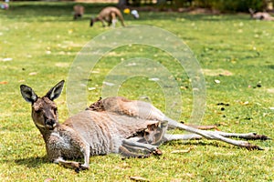 Mum kangaroo with baby joey in pouch resting on green grass