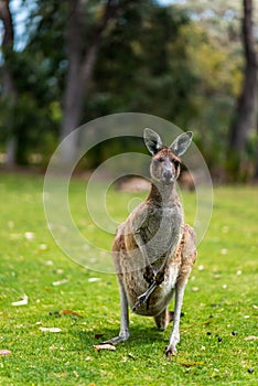 Mum kangaroo with baby joey in pouch standing on green grass