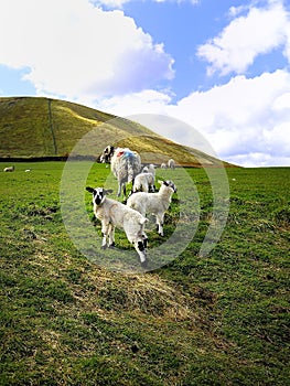 Mum and the new twins