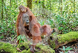 On a mum`s back.