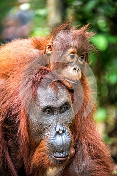 On a mum`s back. Cub of orangutan on mother`s back.