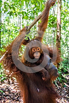 On a mum`s back. Cub of orangutan on mother`s back in green rainforest.