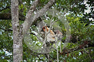 Mum and son Proboscis monkeys