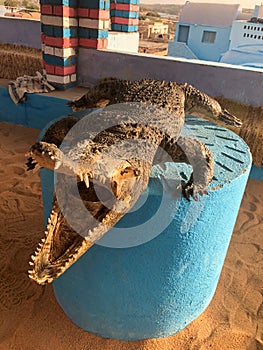 Mummified crocodile in Nubian house