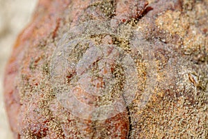 Mummified fruit of loquat