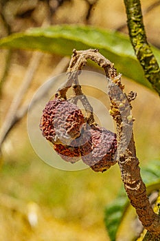 Mummified fruit of loquat