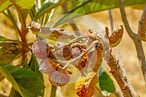 Mummified fruit of loquat