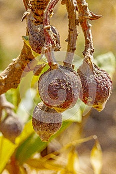 Mummified fruit of loquat