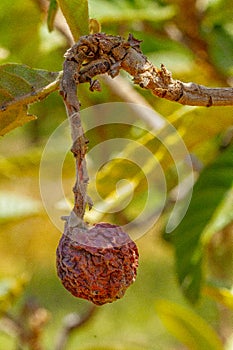 Mummified fruit of loquat