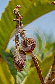 Mummified fruit of loquat