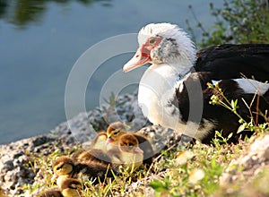 Mummy and the Chicks