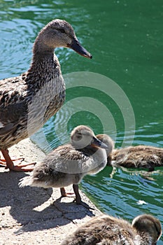 Mummy duck with ducklings