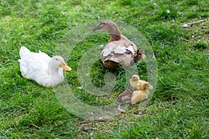 Mummy ducks and ducklings on the grass