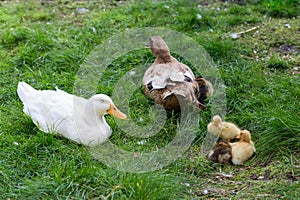 Mummy ducks and ducklings on the grass