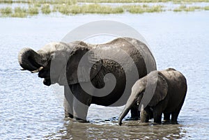 Mummy Elephant and Baby