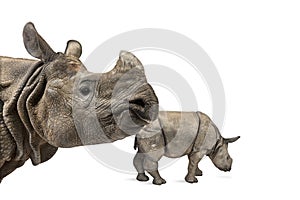 Mummy Indian rhinoceros and her baby