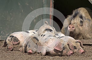 Mummy pig looking over her wonderful piglets