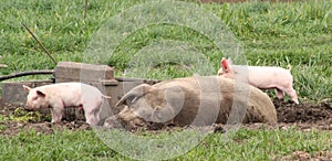 Mummy pig in muck