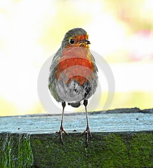 Mummy robin red breast bird with grub in beak for baby