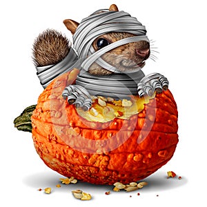 Mummy Squirrel Eating Pumpkin