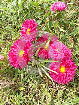 Mums aster flowers crysanthemum