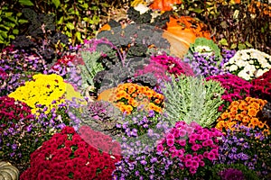 Mums on display at the Frederik Meijer Gardens in Grand Rapids Michigan