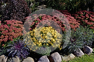 Mums and Flowering Kale   824008