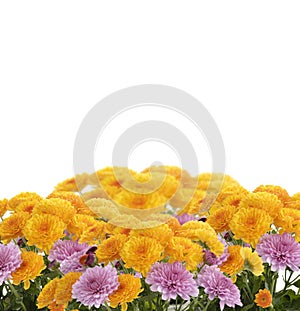 Mums Flowers photo