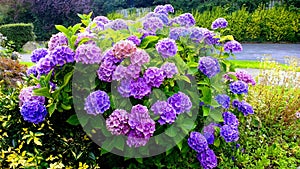 Mums garden in bloom